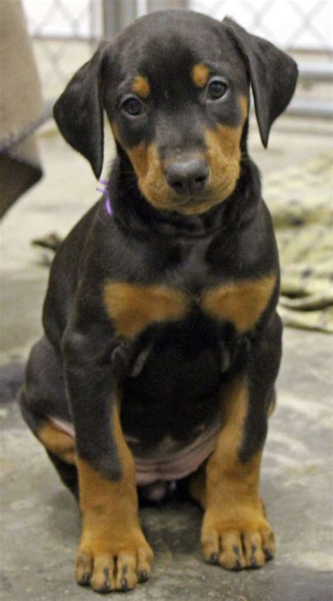 European doberman puppies all pups have been sold all puppies are black and tan in colour and come with tail docked, dew claws removed, dewormed 3x, first unregistered doberman puppies ready to go to their new homes. Dobermans Puppy | Doberman pinscher puppy, Doberman puppy ...