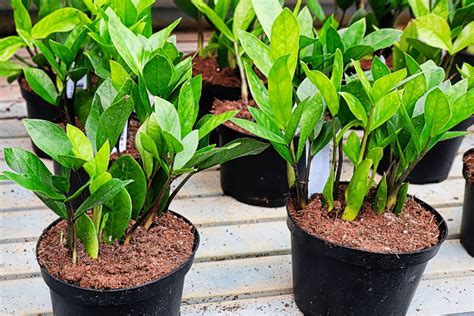 Best practice is always to keep houseplants out of reach of. How To Propagate ZZ Plant (3 Common Methods) - Gardening Flow