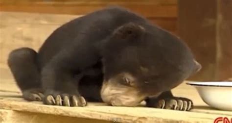 Animals Try Not To Fall Asleep End Up Being Adorable The Washington Post