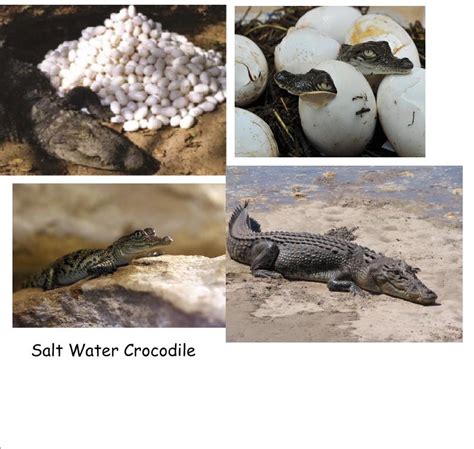Life Cycle Of Crocodile Picture Crocodile