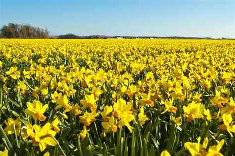 Field Of Bright Yellow Daffodils Stock Photo Image Of Spring Beauty
