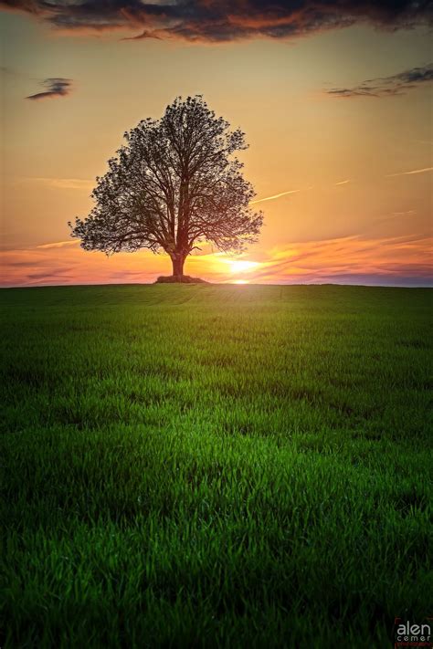 All I Want Are Open Fields A Tree And The Sunset Sunset Landscape