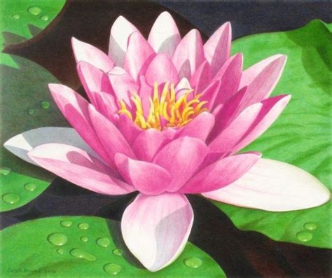 Lily Pad Flower Drawing At Explore Collection Of