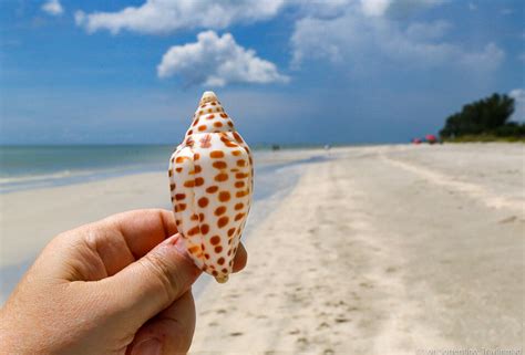 Sanibel Island Shelling A Locals Guide To Finding The Best Shells
