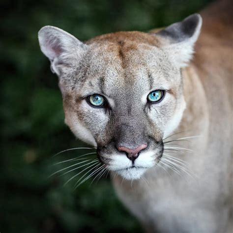 Portrait Of A Cougar Mountain Lion Puma Panther