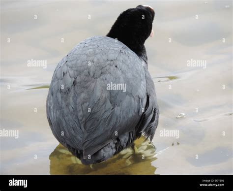 Water Off A Ducks Back Stock Photo Alamy