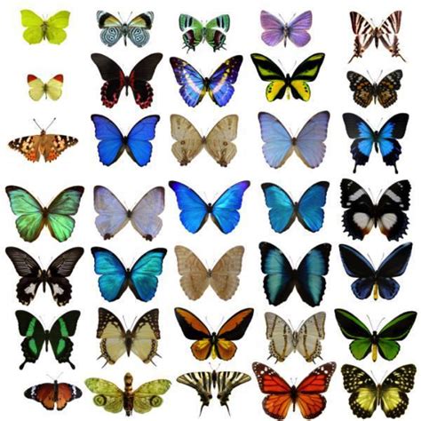 Butterfly Wing Patterns Clipart Best