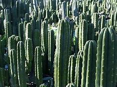  Huachuma (San Pedro) Cactus - THE CURE Th?id=OIP
