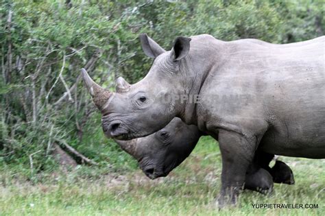 How often do rhinos eat? Yuppie Traveler: Happy World Rhino Day! #Iamforrhinos # ...