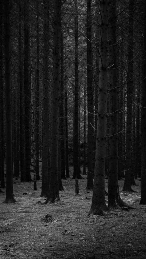 Black Forest Wallpapers Full Hd Images