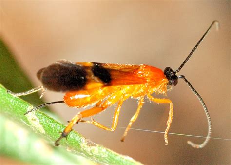 A wasp with a large black body and orange wings is known as a tarantula hawk. Band-winged Orange Braconid Wasp - Disophrys sp.