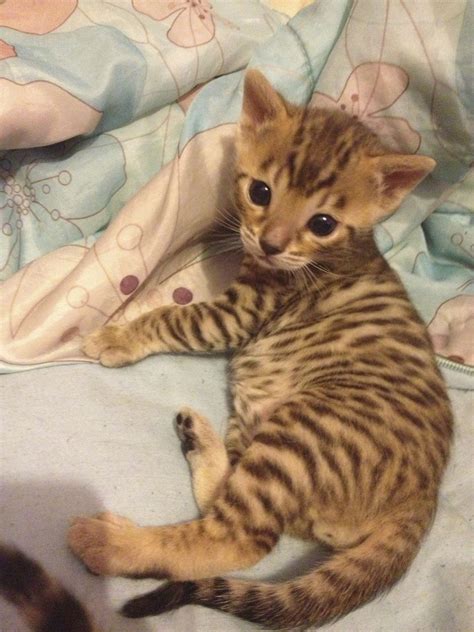 Search our free cat classifieds ads by owner. beautiful bengal kittens for sale | Blakeney ...