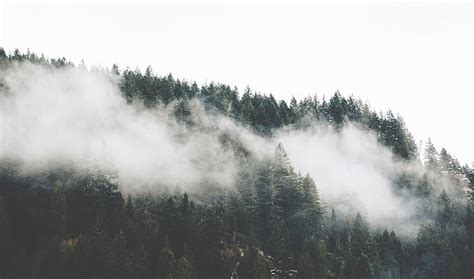 Royalty Free Photo Trees Covered By Fog On The Mountain Pickpik