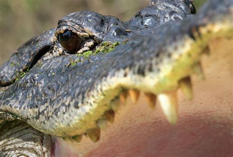 American Alligator Close Up Photograph By Ivan Kuzmin