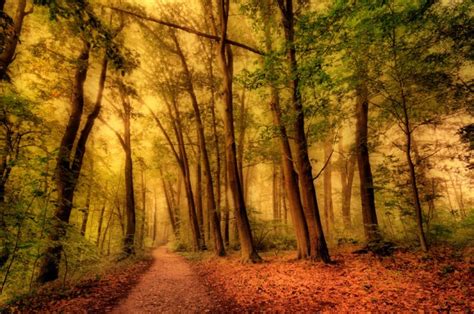 Astonishing Photos Of Paths In The Forest