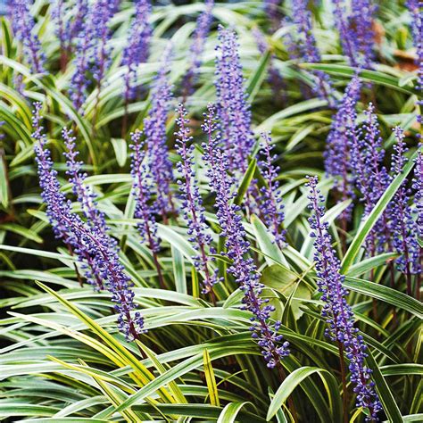 Purple Flowers In Alabama Best Flower Site