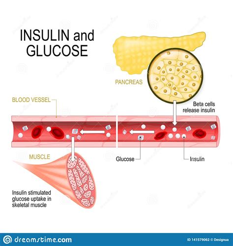 Pediatric patients • glucagon has been used safely and effectively for the treatment of hypoglycemia in children. Hypoglycemia And Pancreas