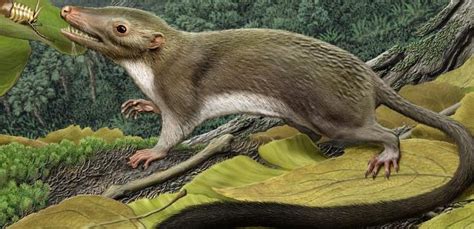Who Were The First Mammals On Earth The Earth Images Revimageorg