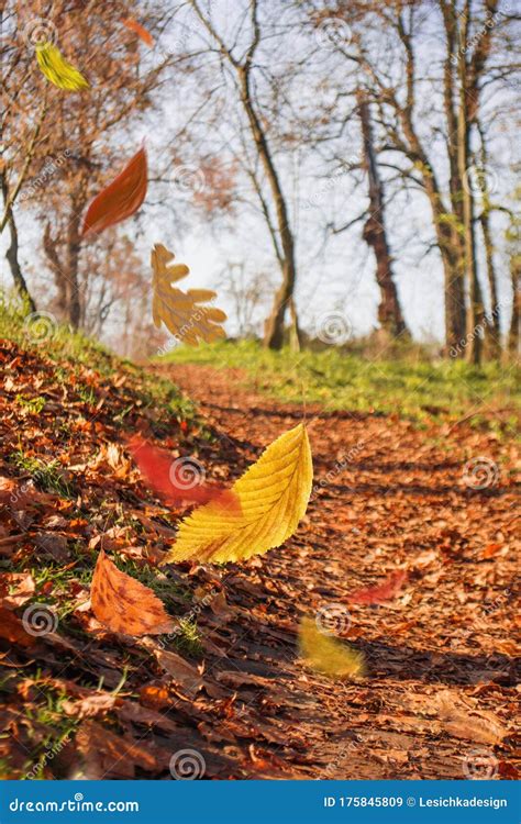 Beautiful Colored Autumn Leaves Falling Autumn Tree Leaves Natural