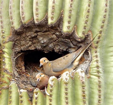 They make their home in the saguaro cactus, making their nest in holes in the cactus. Mourning doves nesting in a Saguaro cactus. Every year ...