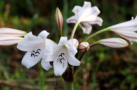 River Crinum Cape Coast Lily South Africa Flowers