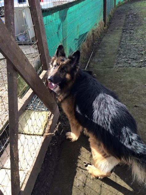 Max 6 Year Old Male German Shepherd Dog Available For Adoption