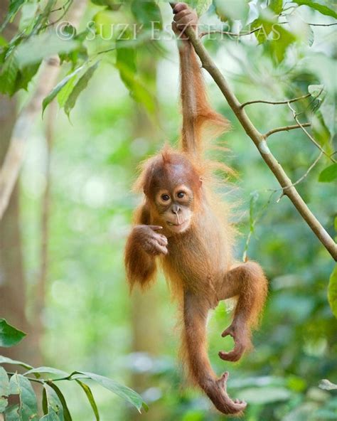 Baby Animal Photography Cute Baby Orangutan Photo Print Etsy