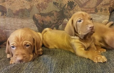 Puppies come with tails docked, dew claws removed. Vizsla Puppies For Sale | Fremont, MI #262780 | Petzlover