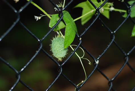 What Is This Vine With White Flowers And Cactus Like Seed Pod