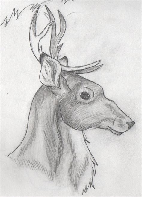 Learning how to draw animals is also about getting the animal's personality right. 19 best Sketchs images on Pinterest | Cool drawings, Sketches of animals and Animal drawings