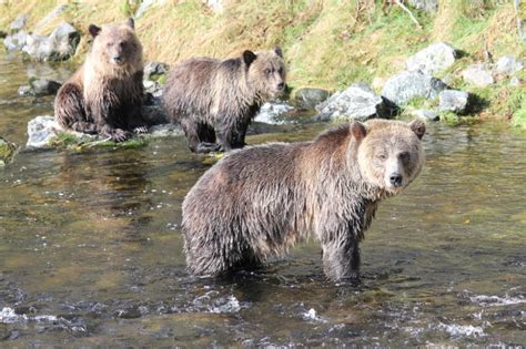 Grizzly Bear With Two Two Year Old Cubs Grizzly Bear Tours And Whale