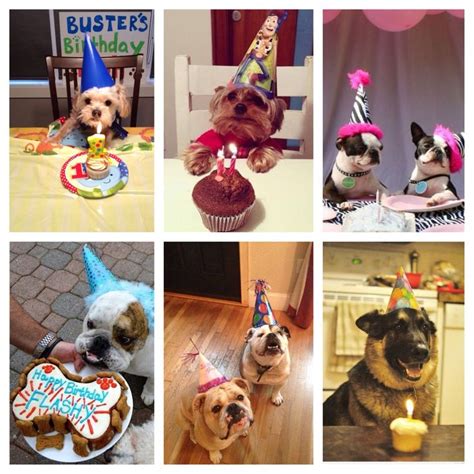 dogs birthdays dog birthday