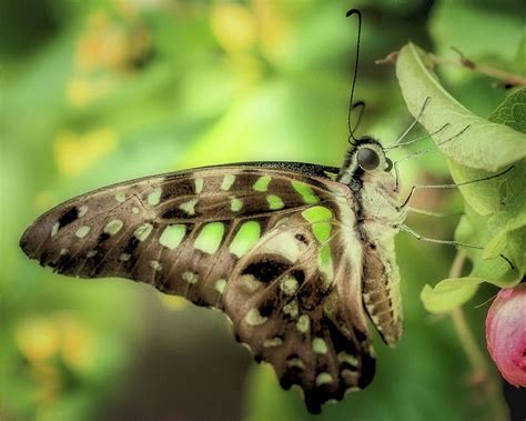 Butterfly Wonderland A Series V I Photograph By Darby Donaho