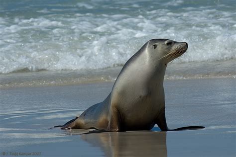 The Australian Sea Lions | Information & Images | The Wildlife