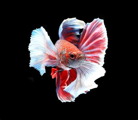 Explore more searches like ikan cupang jantan. Desember 2017 - Ikan Cupang Hias Koi Plakat Fancy Giant ...