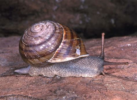 Large Hadroid Land Snails Of South Eastern Queensland Protected Areas