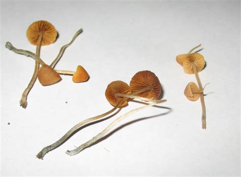 The Taxonomy Of Magic Mushrooms A Guide To 4 Psilocybin Mushrooms And