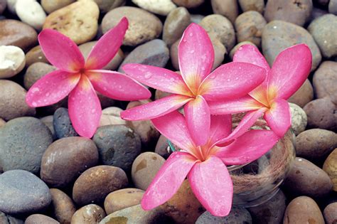 Plumeria Flower Meaning Its Deep Symbolism In Various Cultures