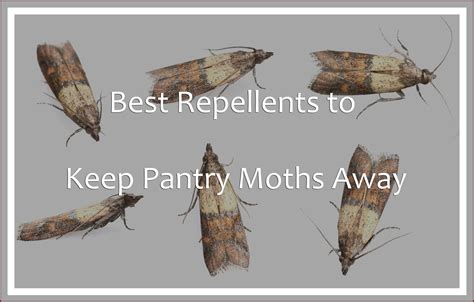 Best Repellents To Keep Pantry Moths Away 2018 Pest Wiki