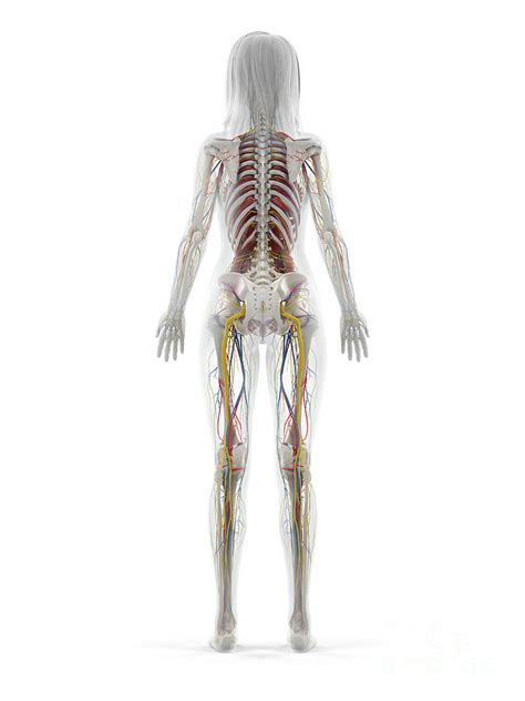 Human Anatomy Photograph By Sebastian Kaulitzki Science Photo Library