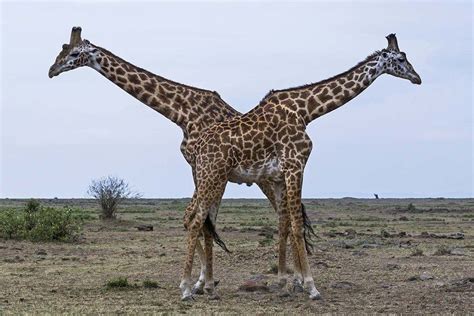 Rare Conjoined Giraffe Twins Born In African Wildlife Sanctuary