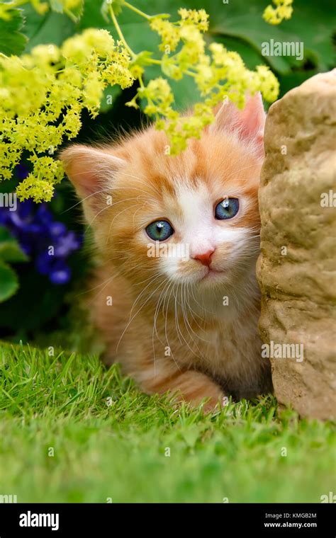 Cute Red Tabby White Cat Kitten Beside A Rock In A Flowery Garden