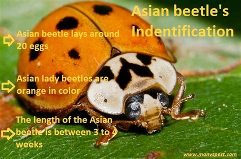 Asian Lady Beetle Vs Ladybug Amateur Male Sex