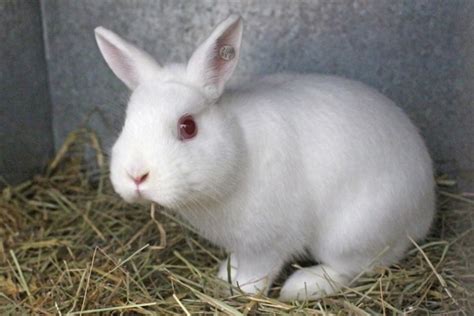 10 Smallest Rabbit Breeds In The World With Pictures Unianimal