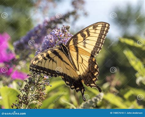 Tiger Swallowtail Del Este Glaucus De Papilio Foto De Archivo Imagen