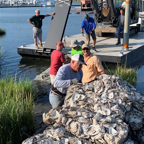 Pilot Oyster Reefs Installed In Bays This Year Show Early Signs Of