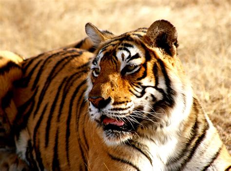 Celebrating The Majestic Beast On International Tiger Day Wildlife Sos