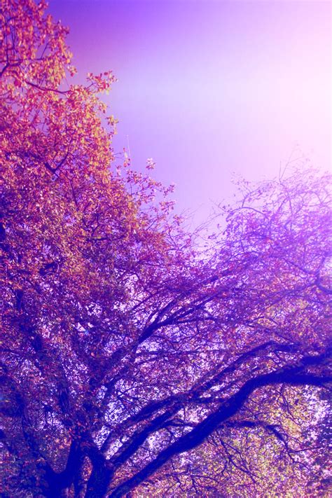 Purple Tree Stock By Cathleentarawhiti On Deviantart