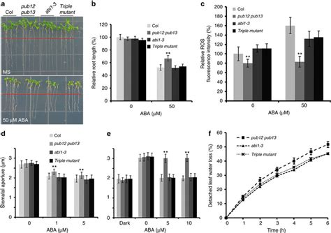 1 3 Loss Of Function Mutant Recovers The ABA Insensitive Phenotypes Of