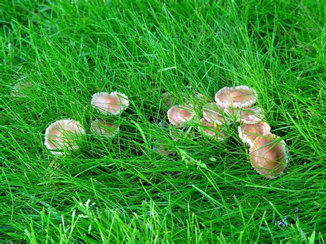 Garden Mushrooms In Scotland Free Mushroom Garden Stock Photo